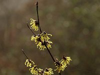 Hamamelis Primavera 2016 01 23 9080